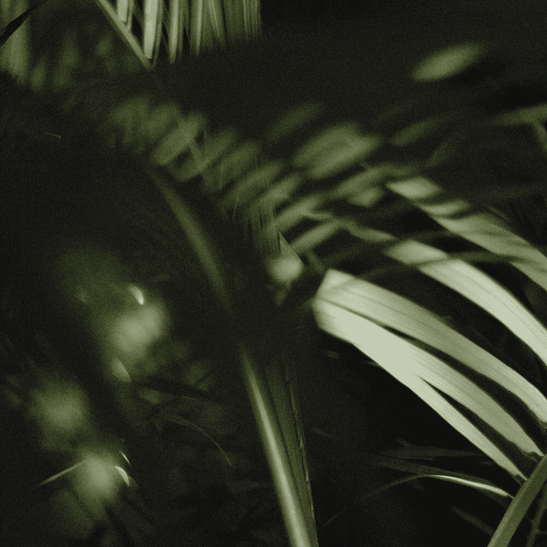 dark green palm leaves out of focus and grainy