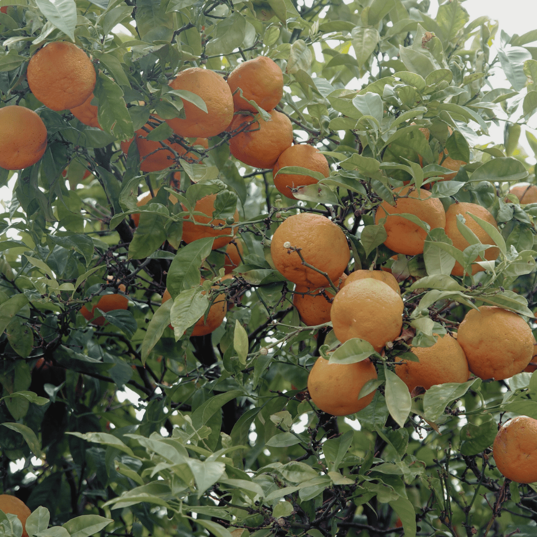 mature oranges on a tree with greenery surrounding