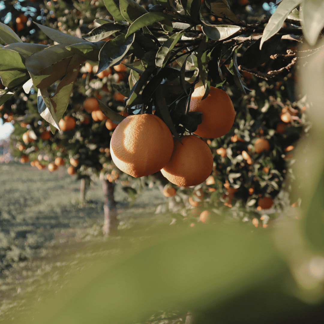 trio of oranges hanging in a mangrove with a leaf out of focus in the foreground
