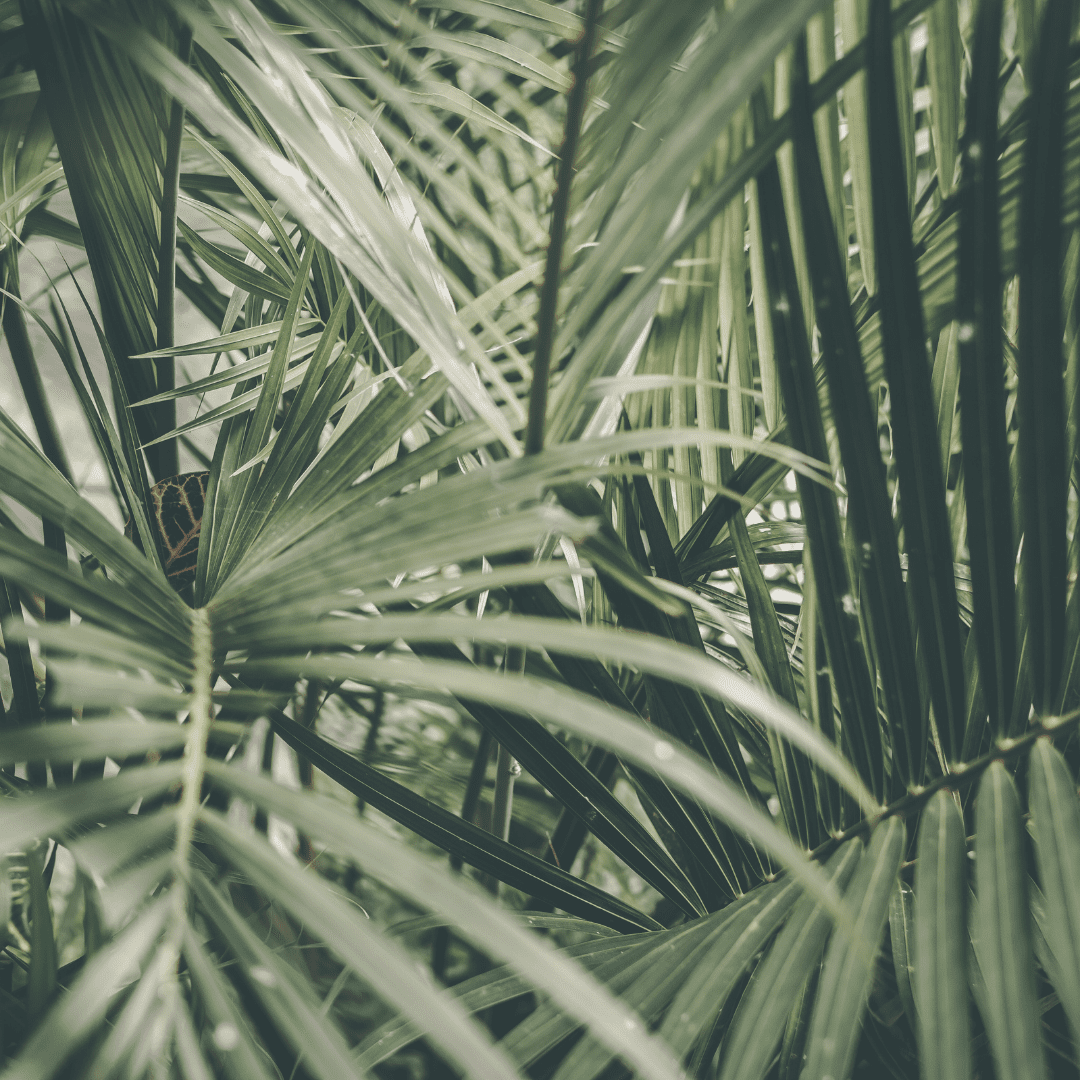 light green palm leaves spread around image
